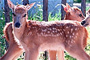 Deer-Proofing