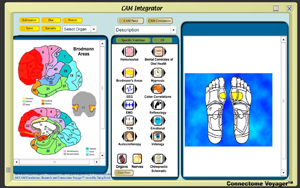 CAM_Integrator-Broadman-Ref