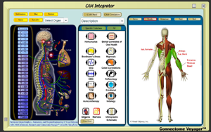 CAM_Integrator-MusclesT1